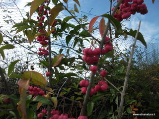 rderia-18-11-2012 12-22-26